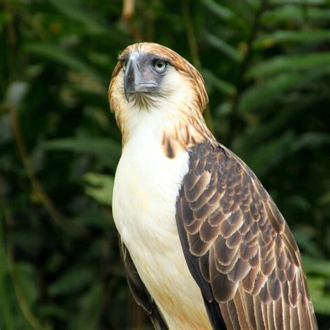 animals that only found in the philippines|Wildlife of the Philippines .